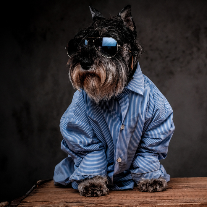 dog-clothing-f-custom-design-made-rcg-clothing